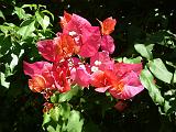 Bougainvillea_ Red2 